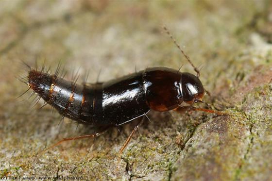 Habrocerus capillaricornis (Gravenhorst, 1806)
